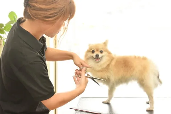 他店で受けてもらえなかったワンちゃんもお任せください